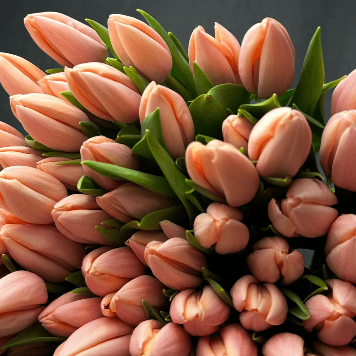 Тюльпаны классика 