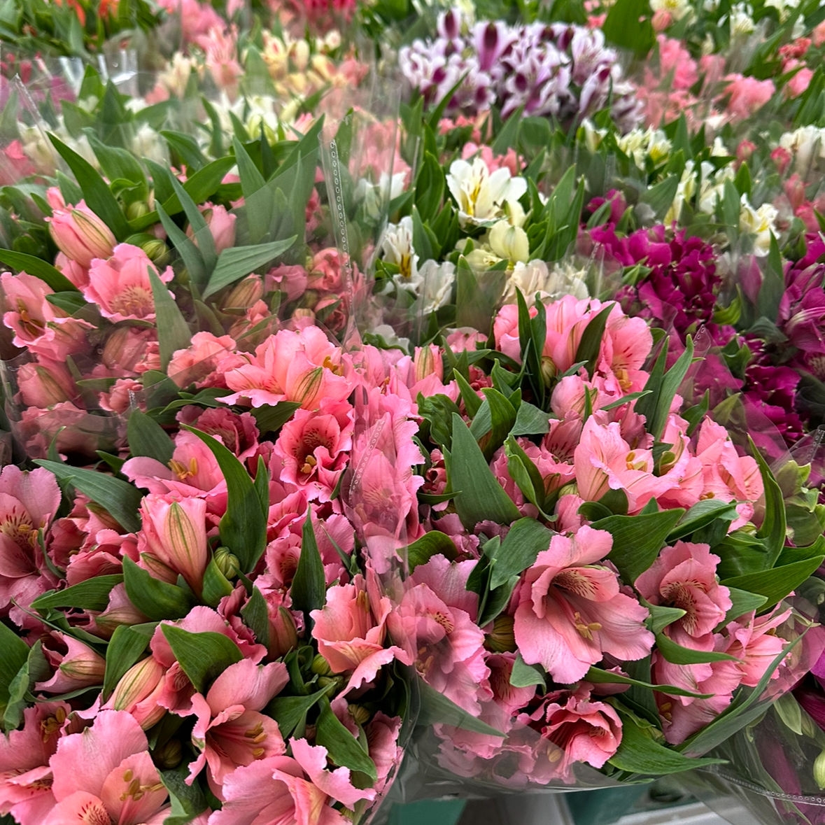 Альстромерия