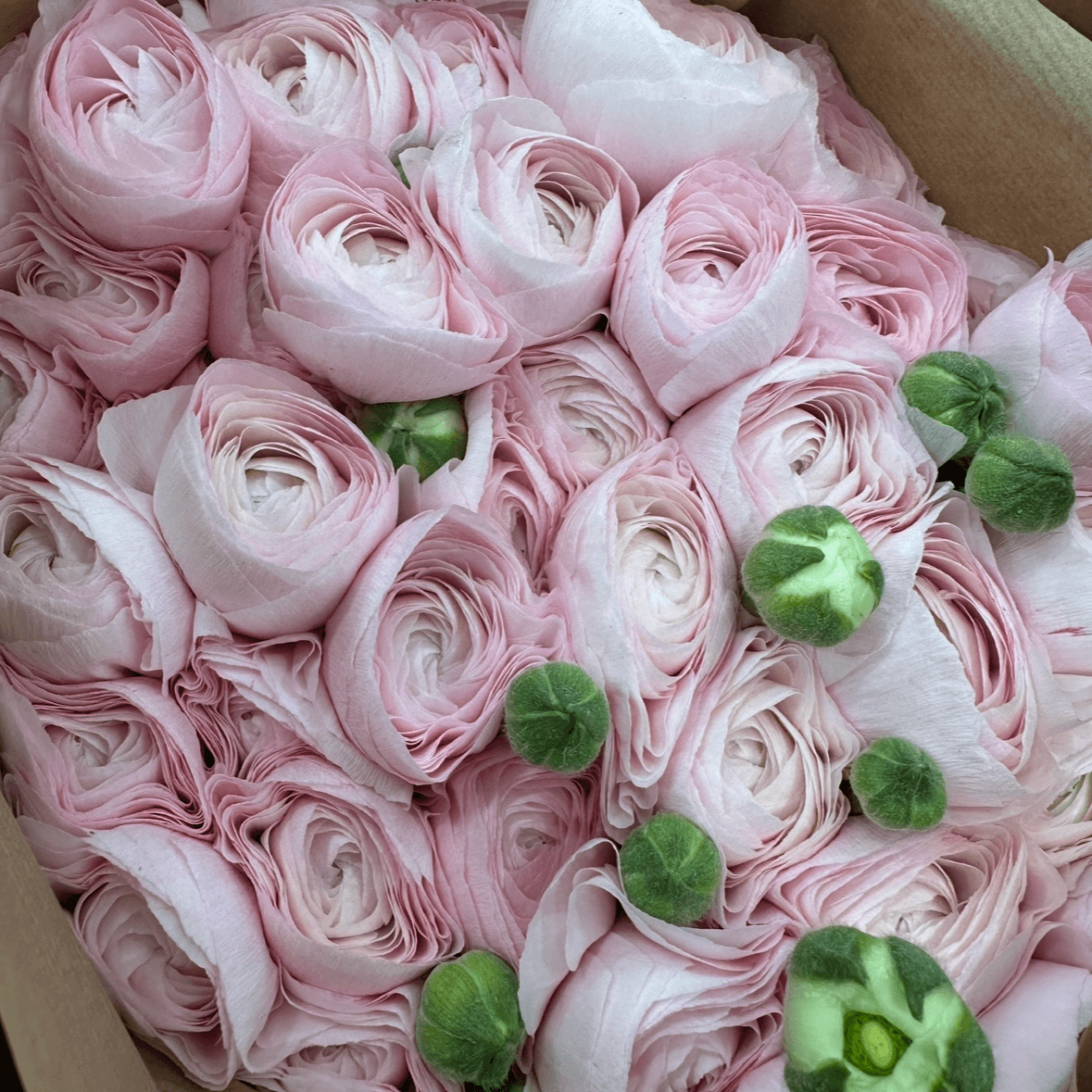 Ранункулюс