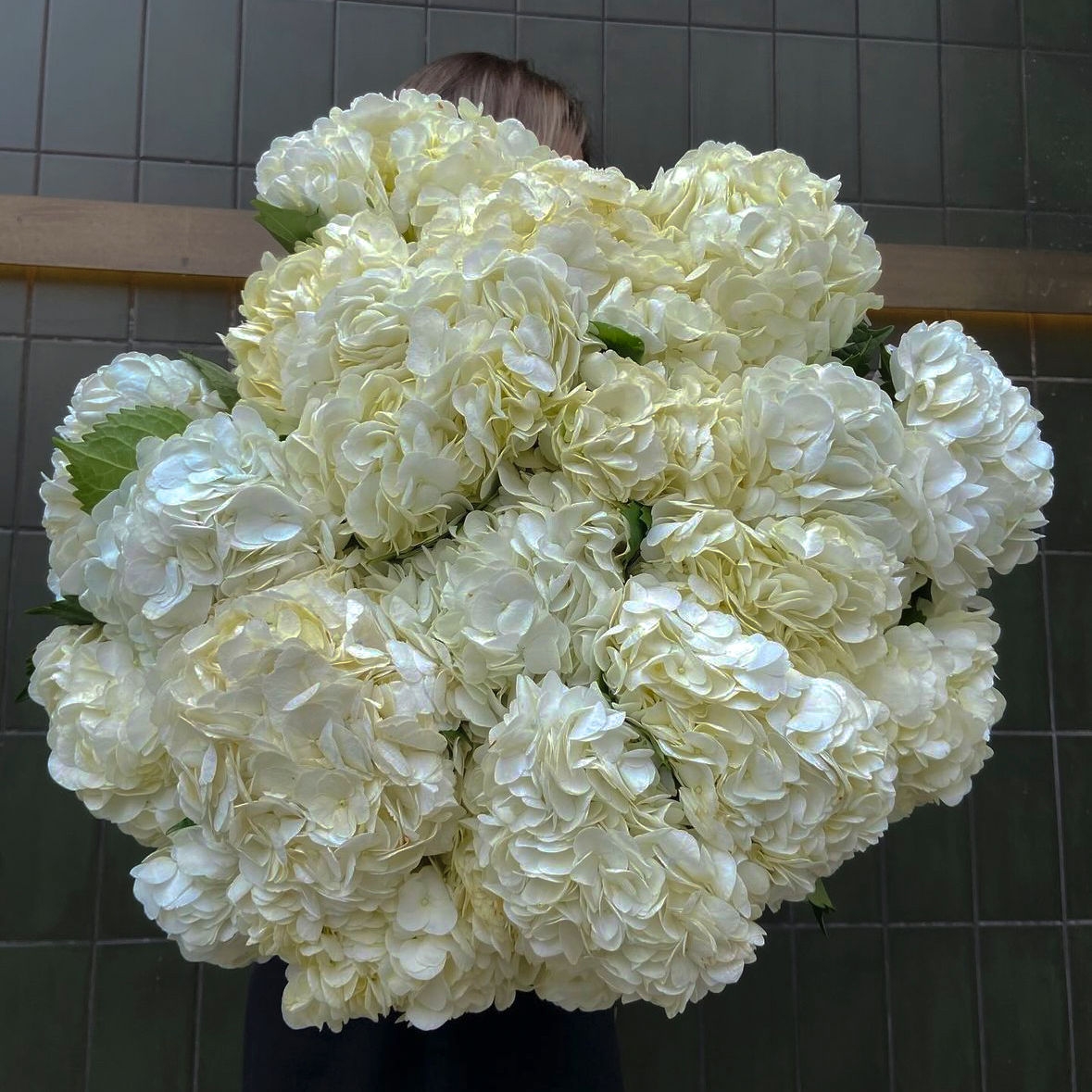 БЕЛАЯ ГОРТЕНЗИЯ