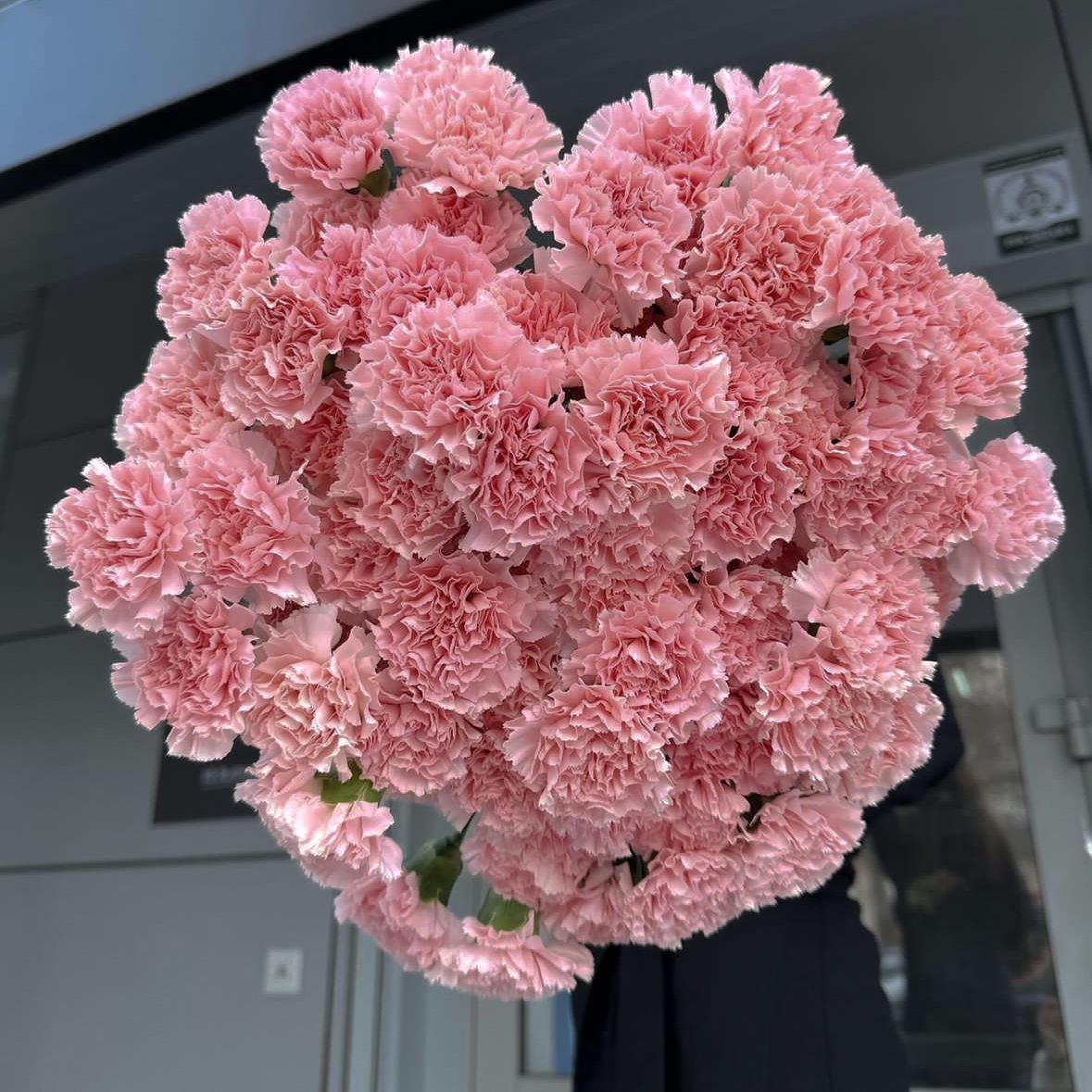 НЕЖНЕЙШИЙ ДИАНТУС