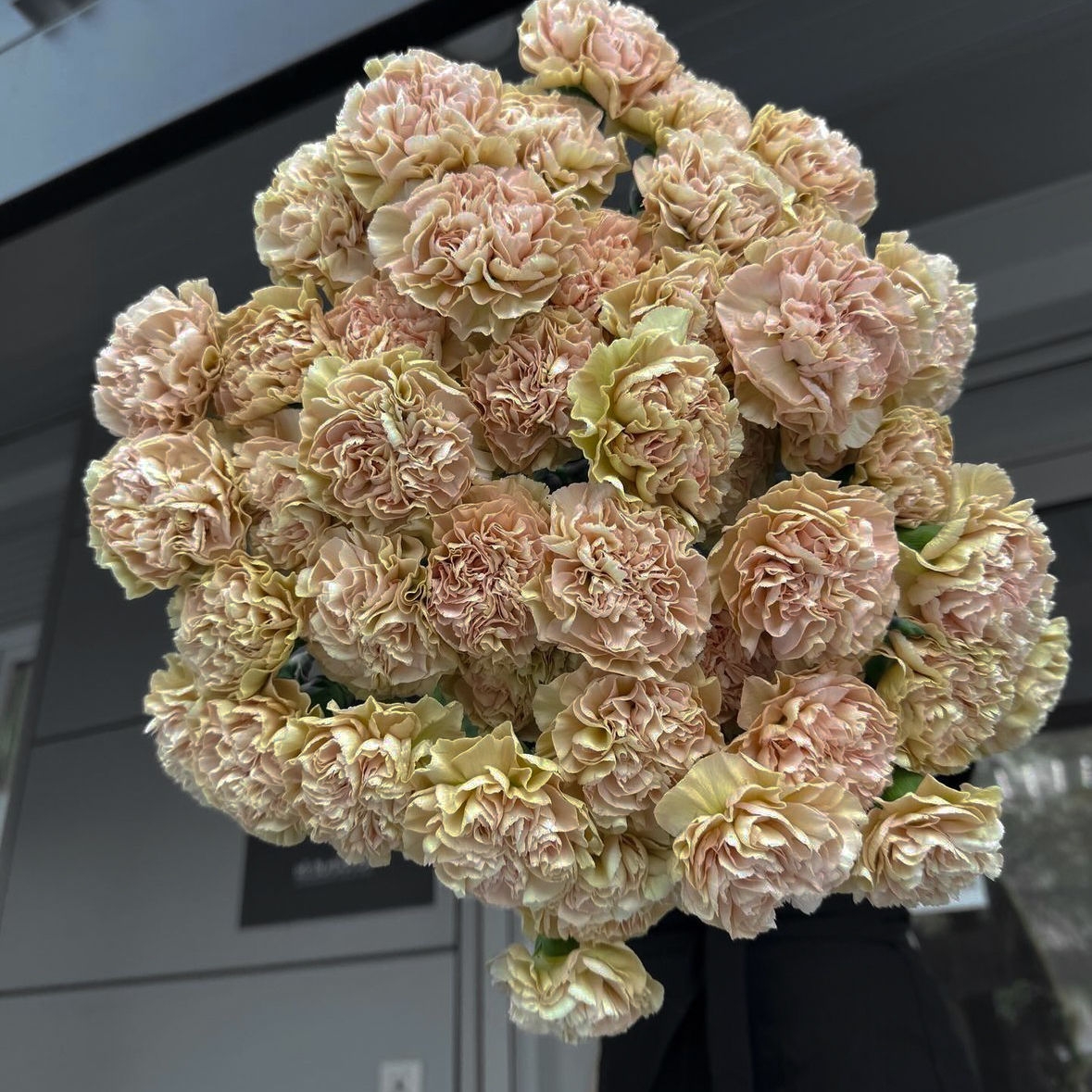 КАПУЧИНО ДИАНТУС