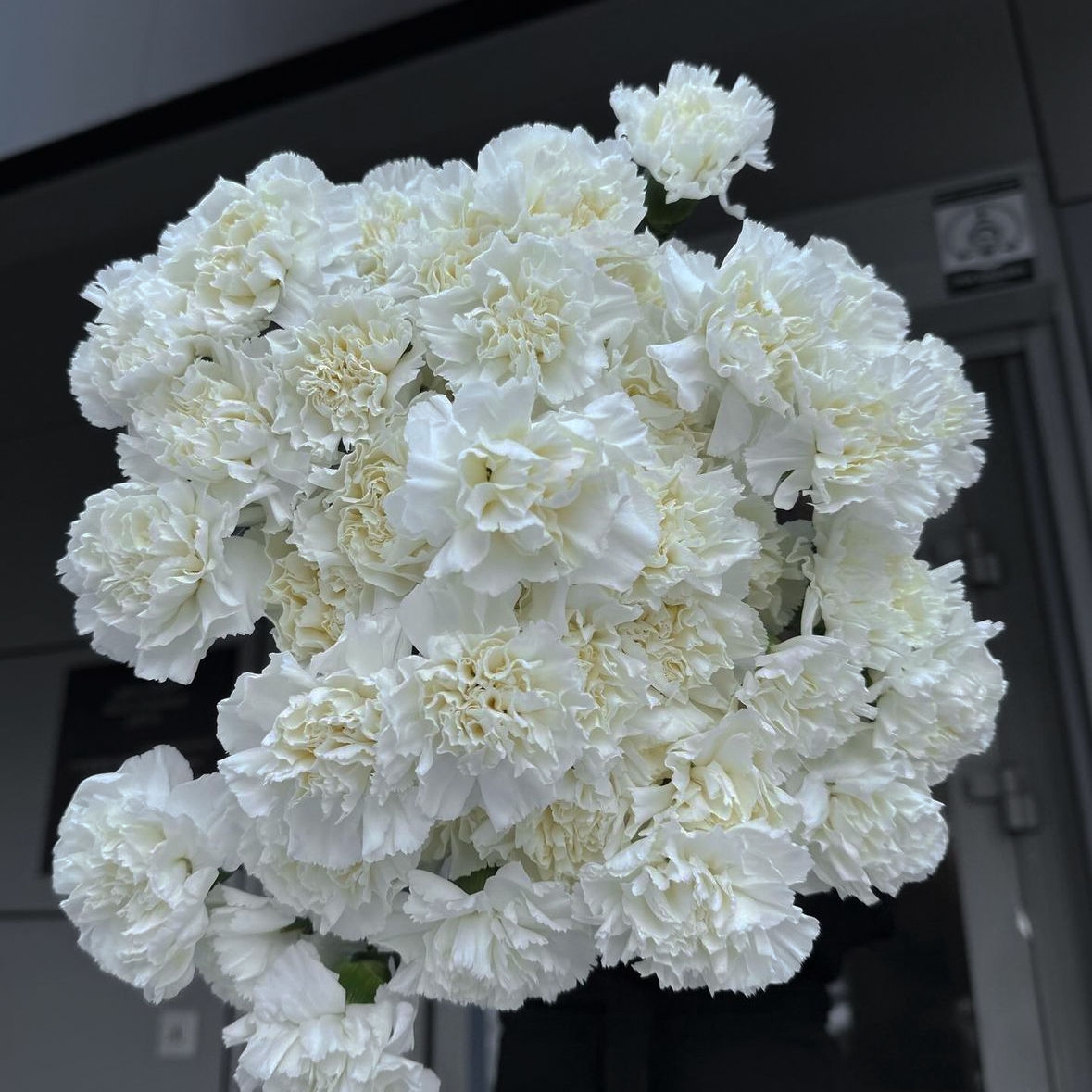 БЕЛОСНЕЖНЫЙ ДИАНТУС