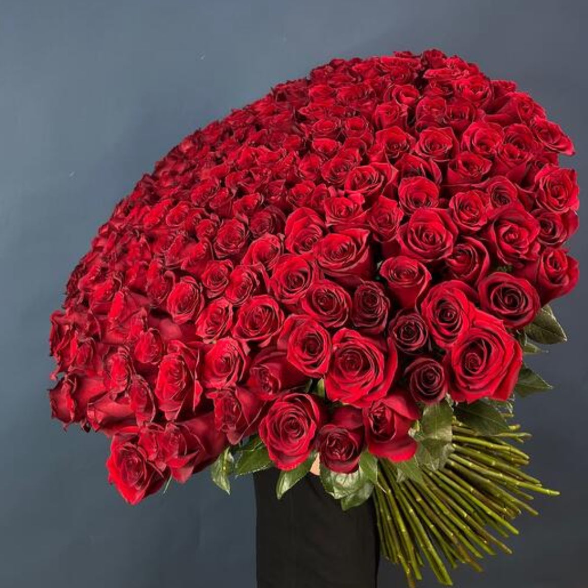  КРАСНАЯ РОЗА