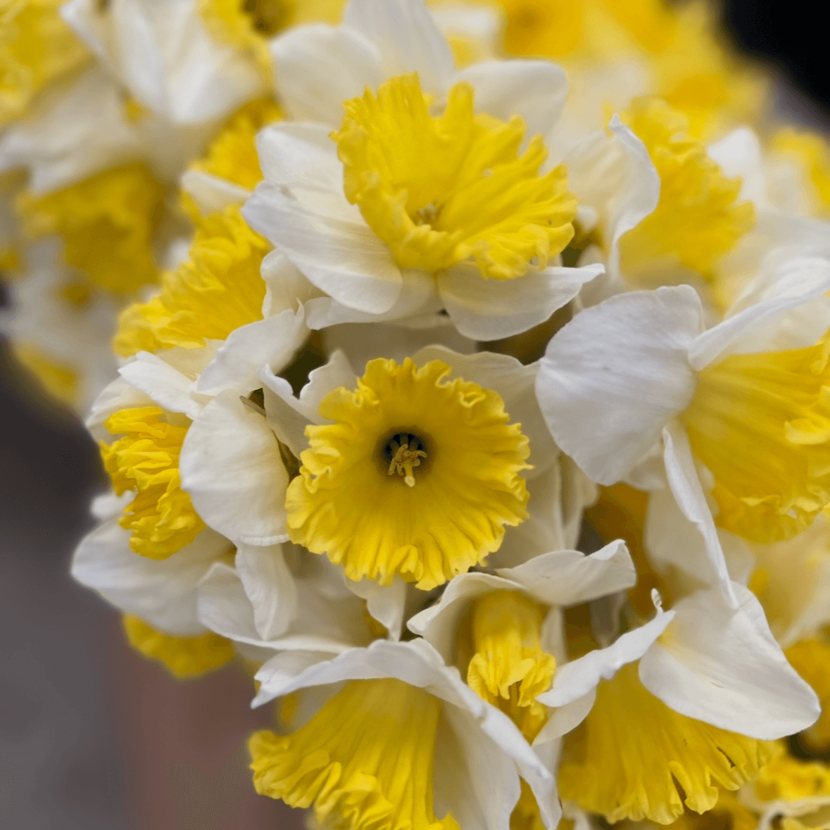 Нарцисс классика 