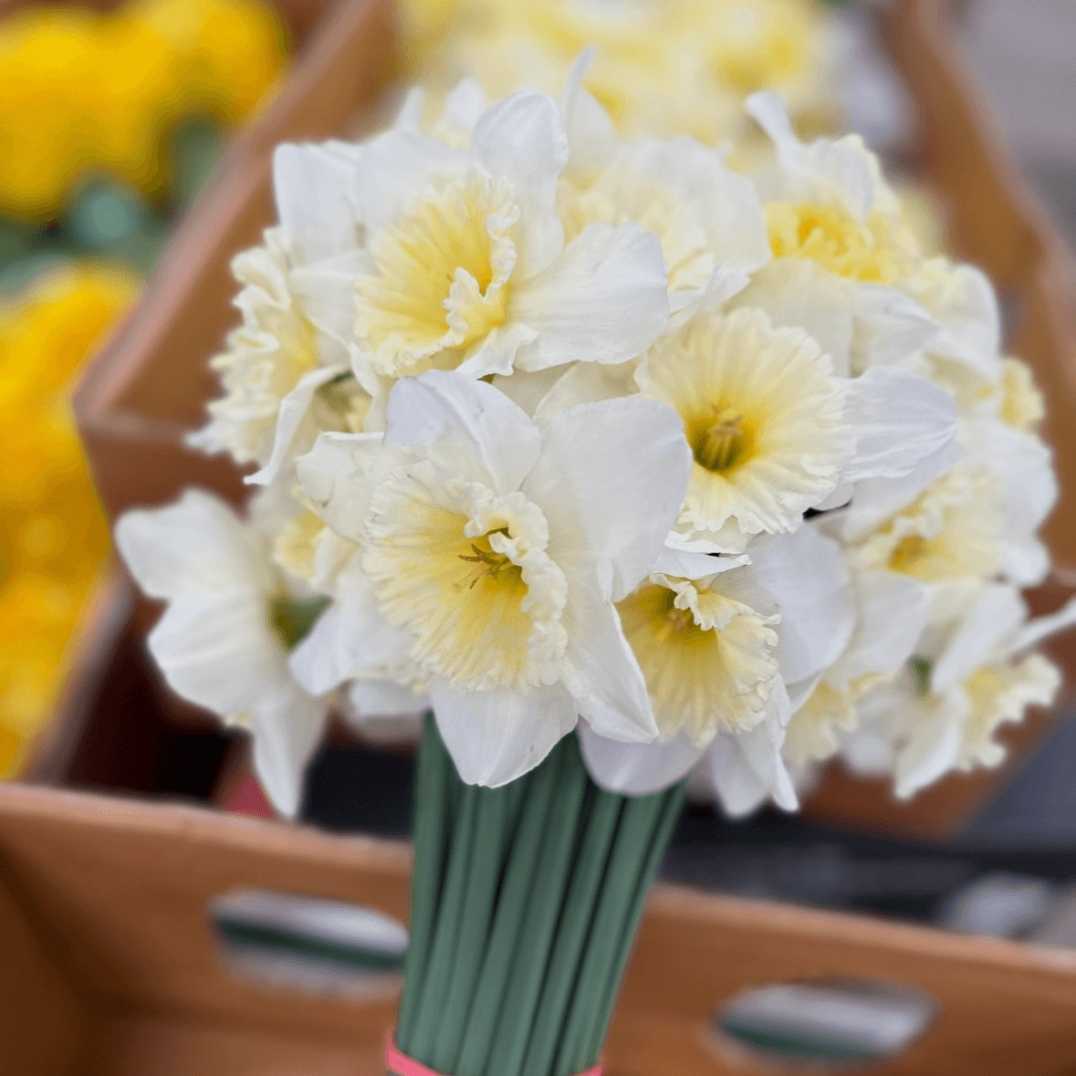 Нарцисс белый 