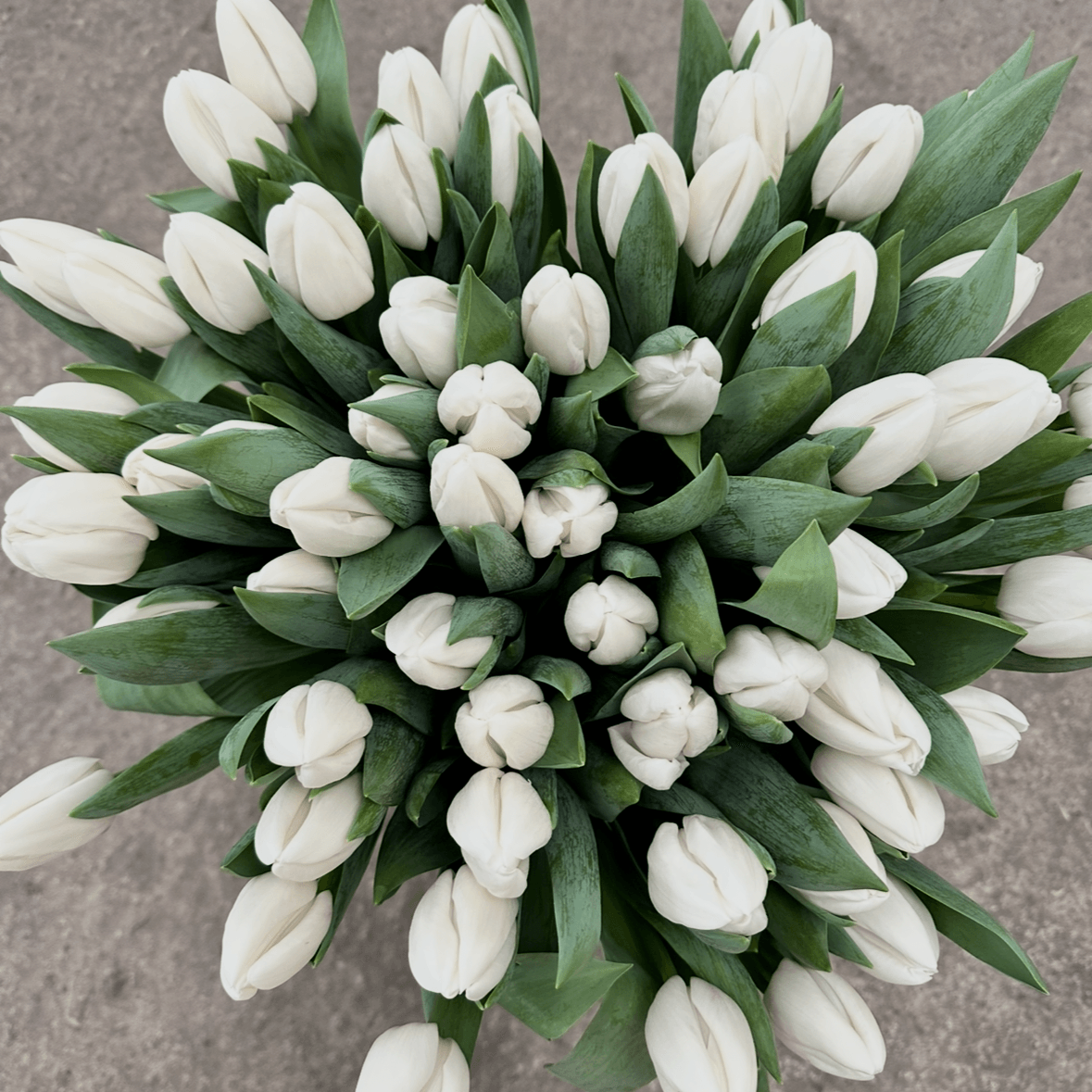 Тюльпаны Белые