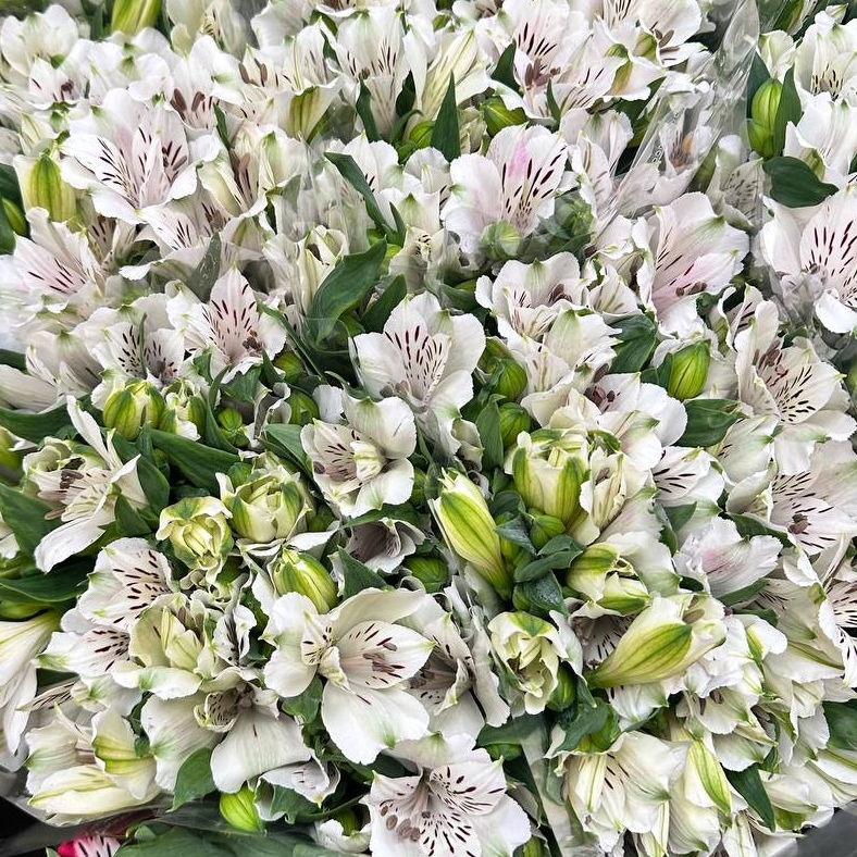 Альстромерия белая 