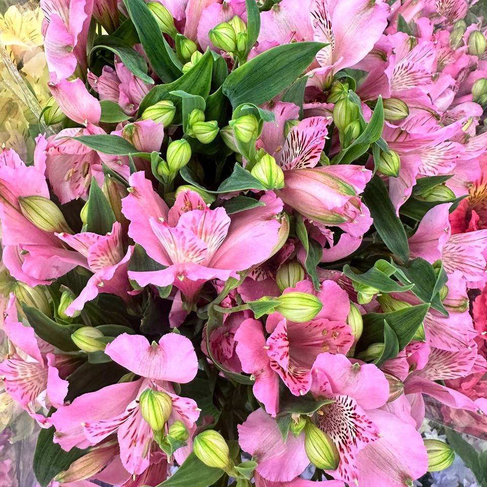 Альстромерия нежно розовая 