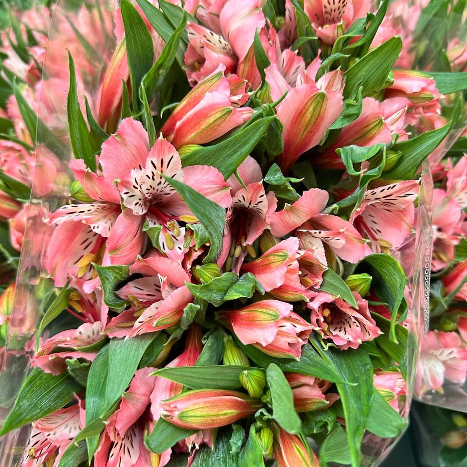 Альстромерия кремовая 