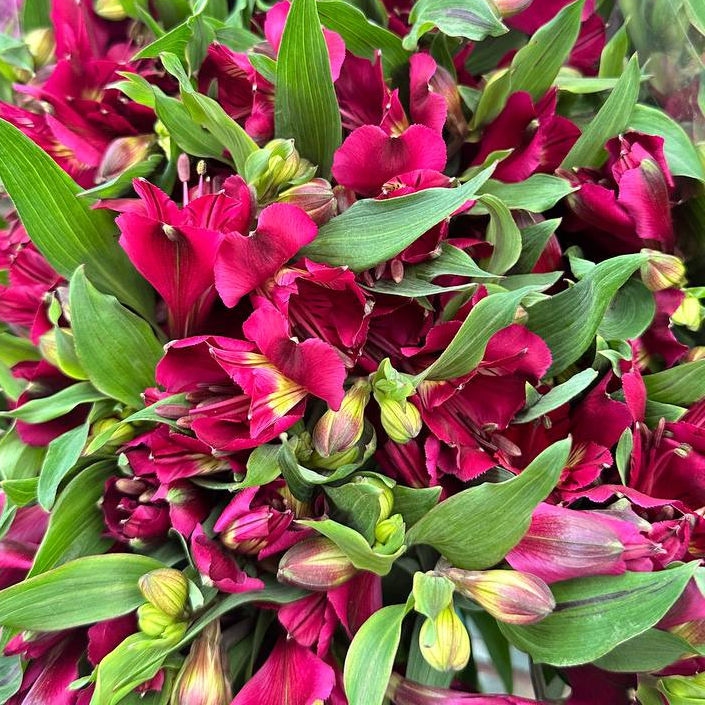 Альстромерия винная 