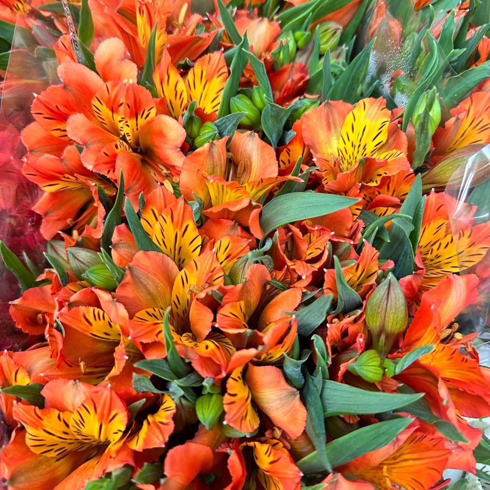 Альстромерия оранжевая 