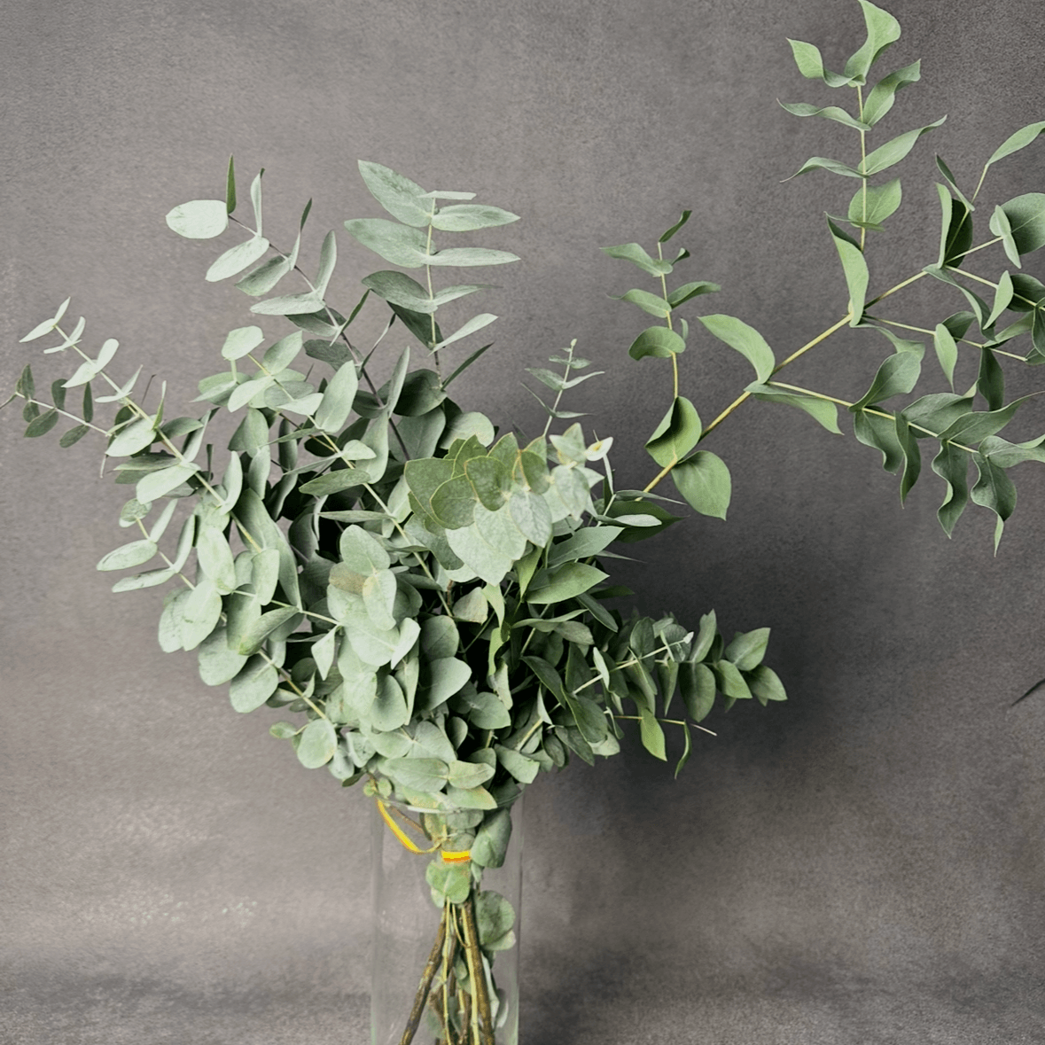 Эвкалипт бэби блю