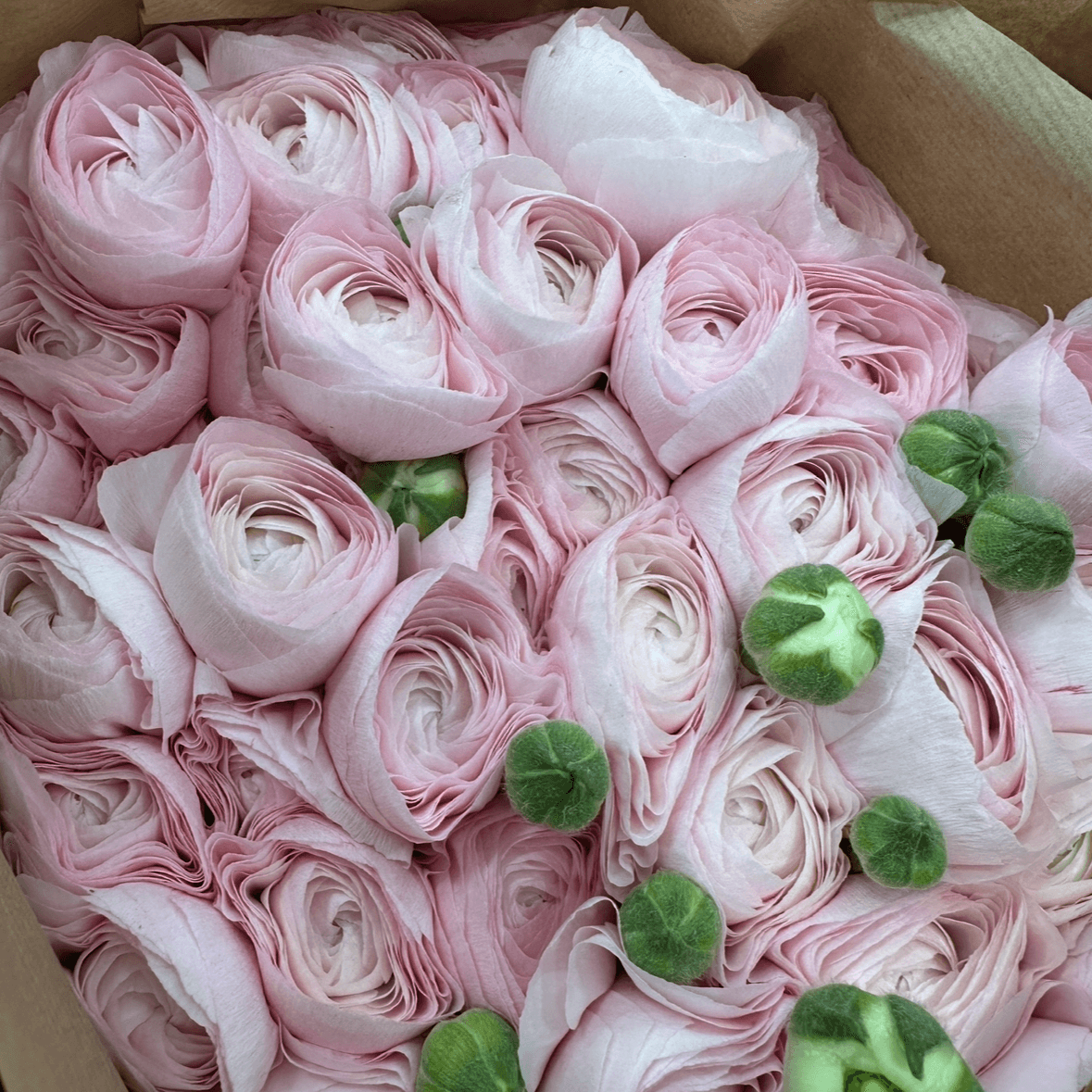 Ранункулюс нежно розовый 