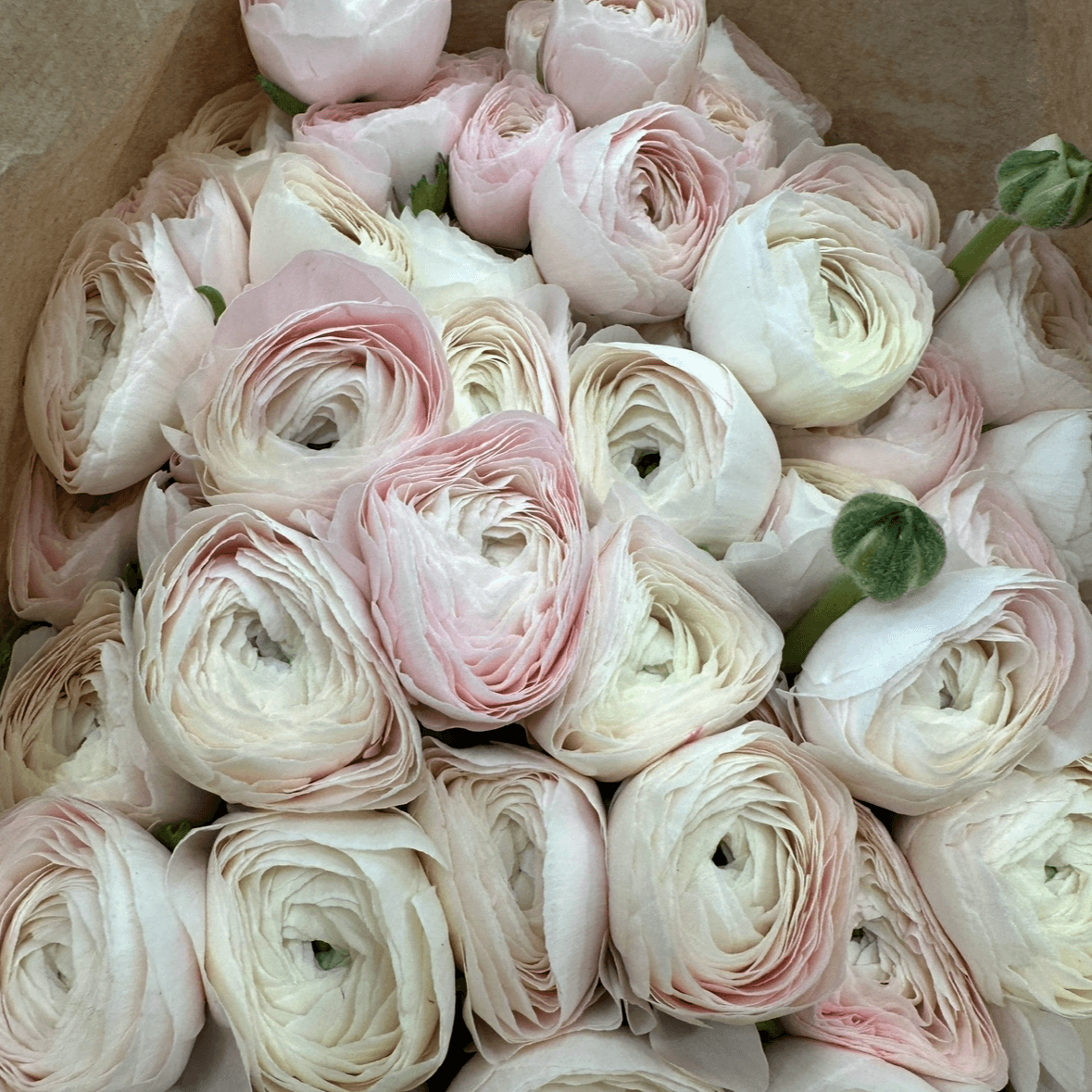 Ранункулюс розовый 