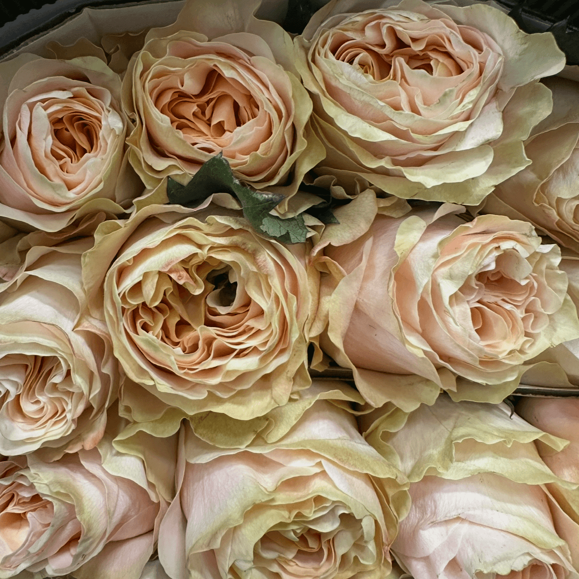 Роза одноголовая пионовидная крем