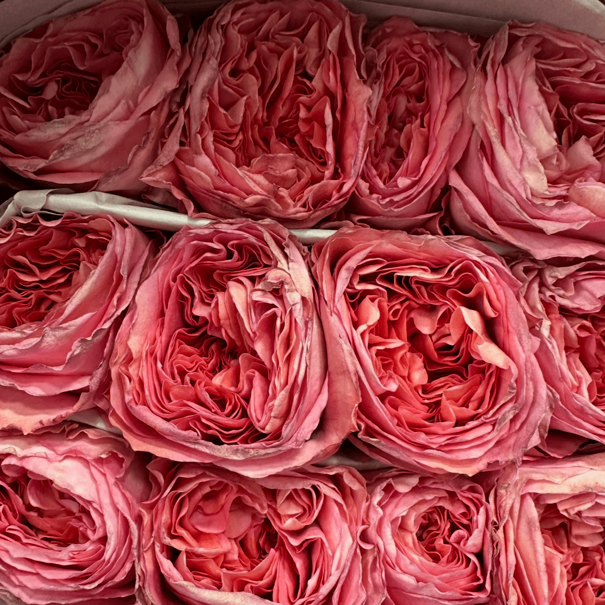 Роза одноголовая пионовидная розовая