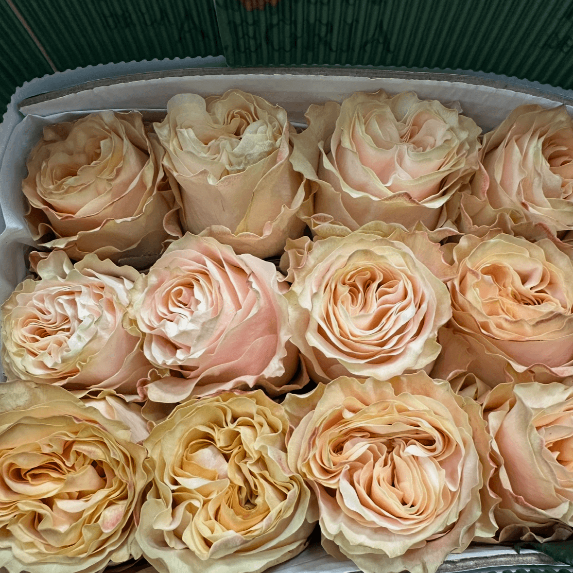 Роза одноголовая пионовидная карамель