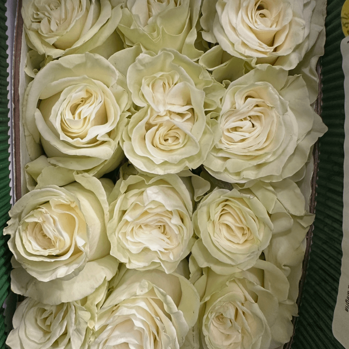 Роза пионовидная одноголовая белая