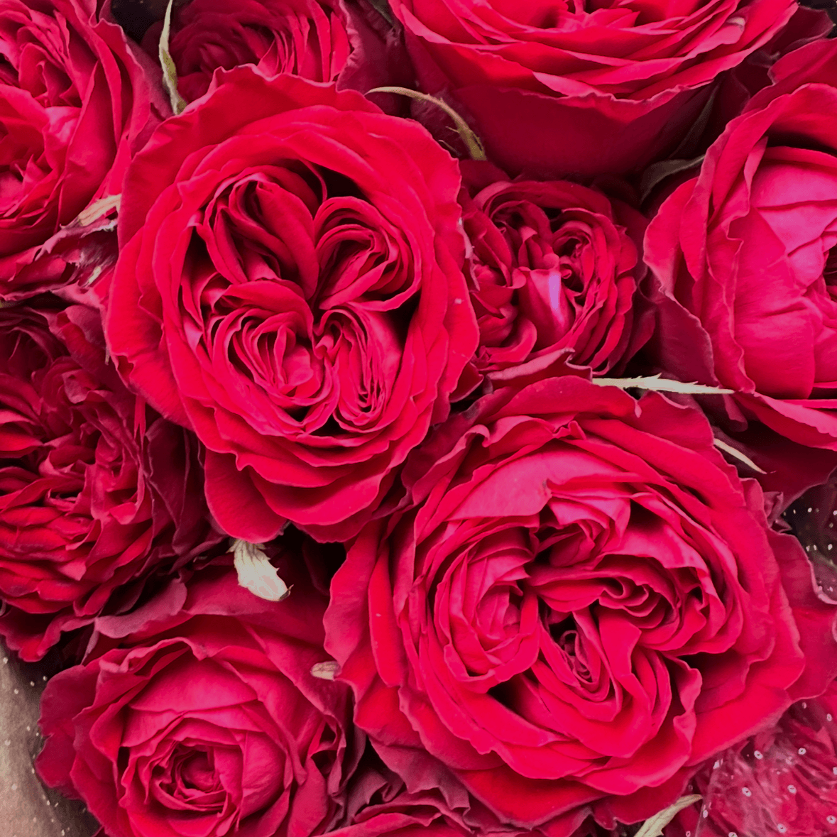 Роза пионовидная одноголовая красная 