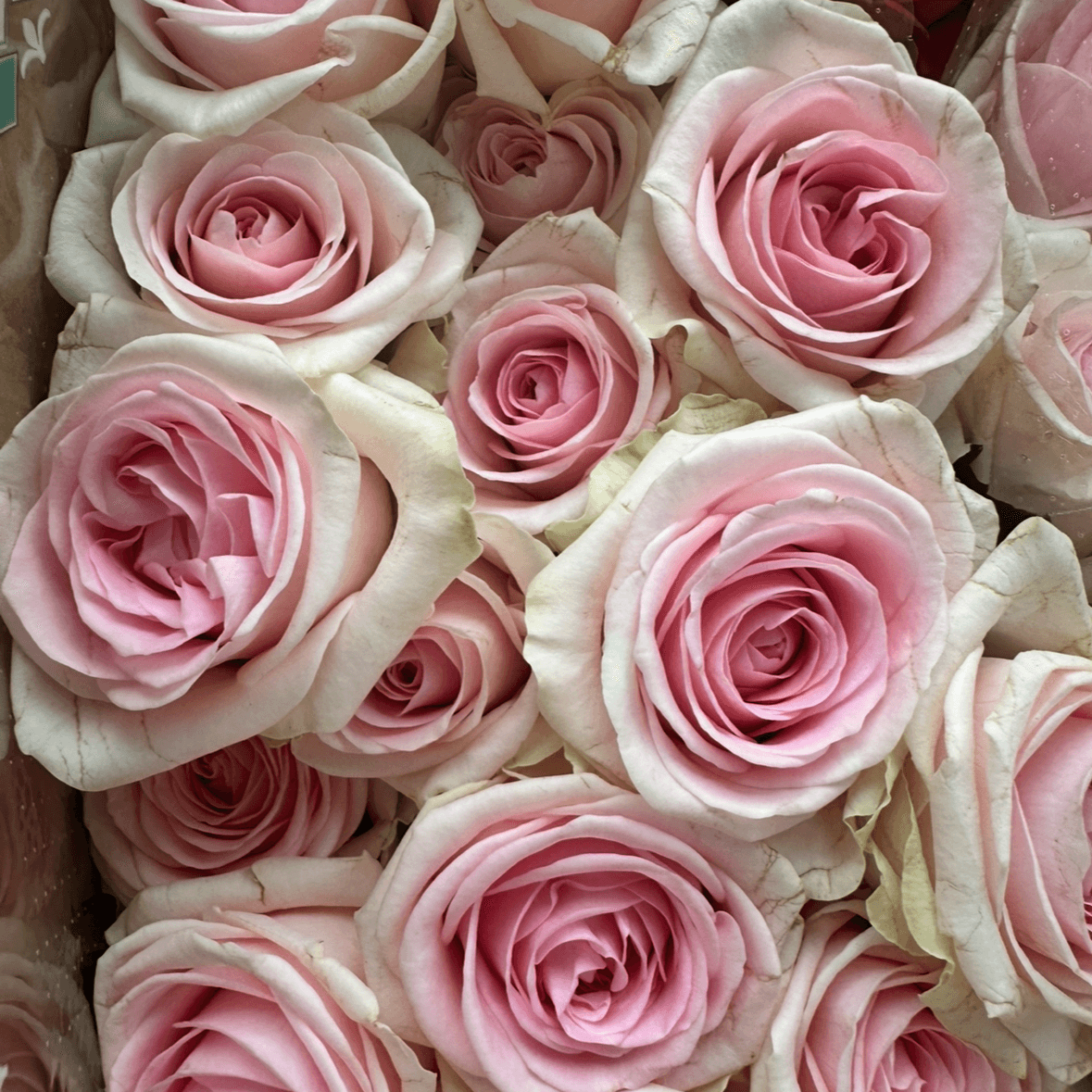 Роза одноголовая пионовидная бело-розовая 