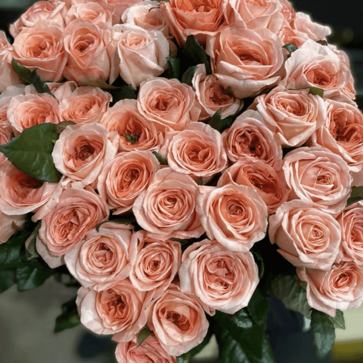 Роза одноголовая пионовидная Лондон Ай