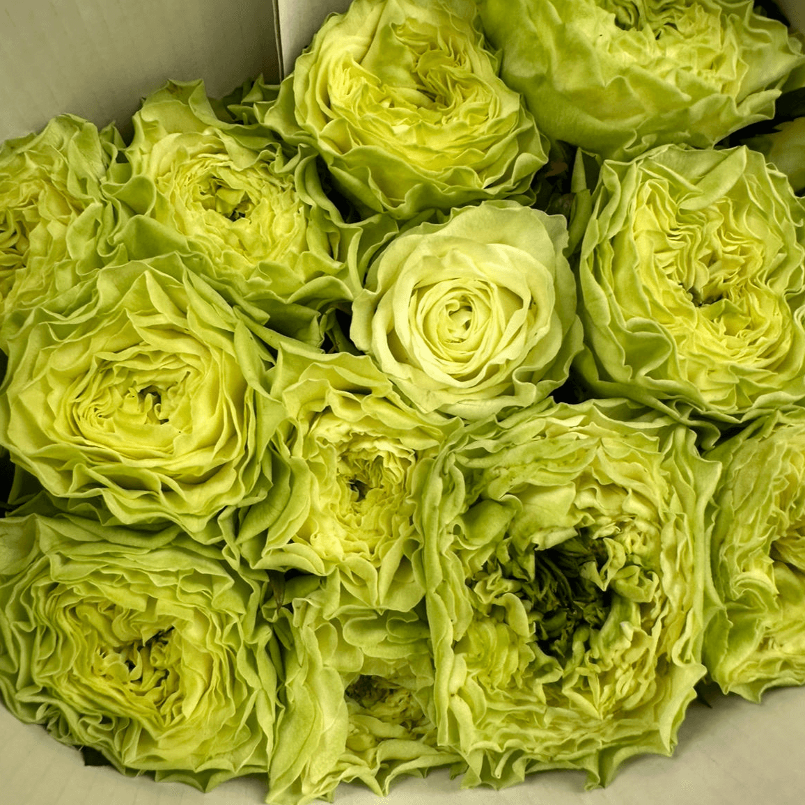 Роза одноголовая пионовидная зеленая 