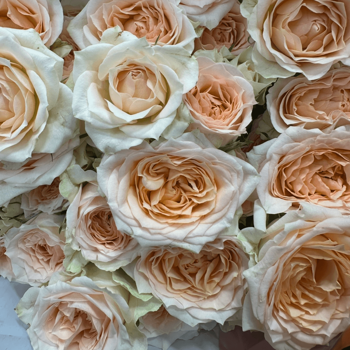 Кения пионовидная кустовая 