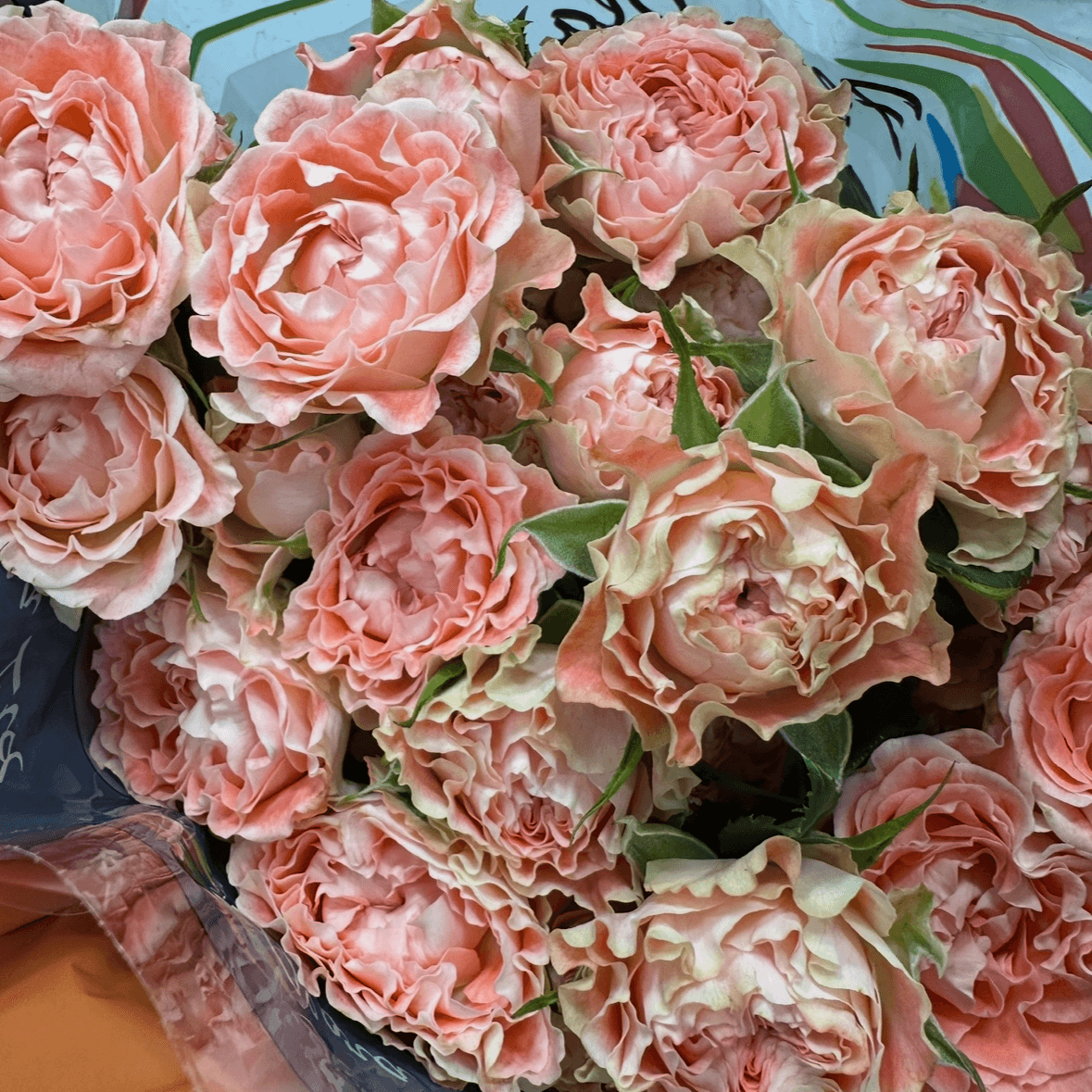 Кения пионовидная кустовая коралл