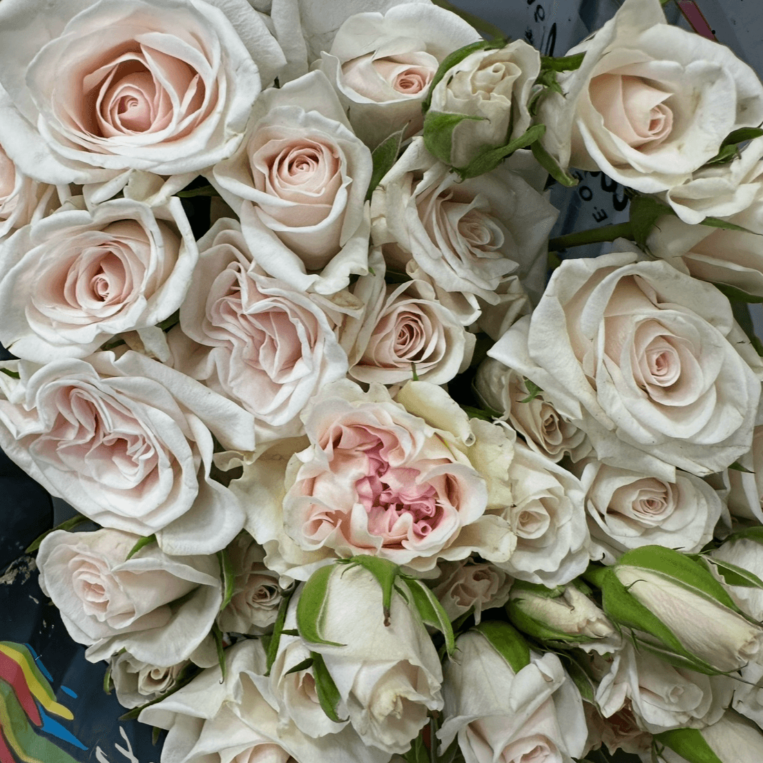 Кения кустовая