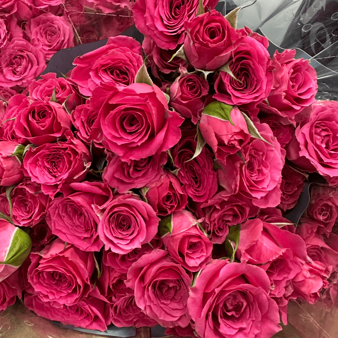 Кения розовая 