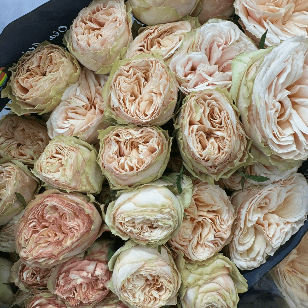 Кения крем пион