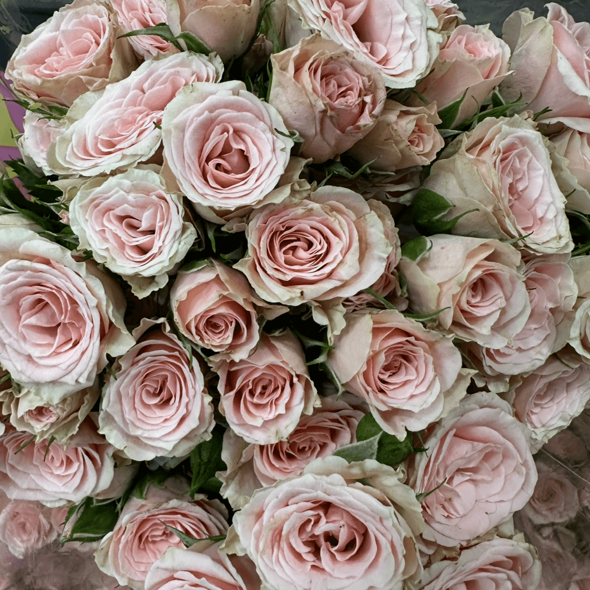 Кения нежно крем