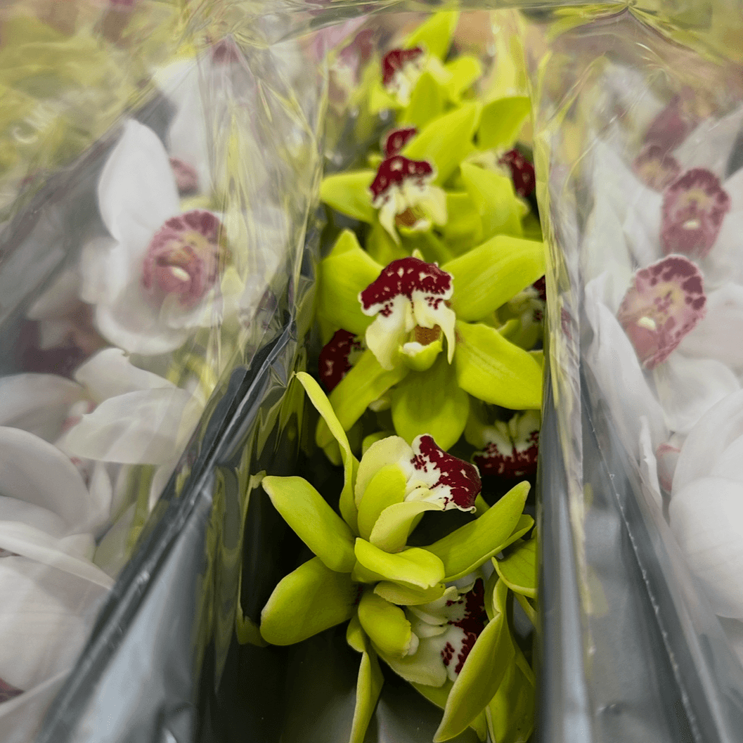 Орхидея  лимонная 