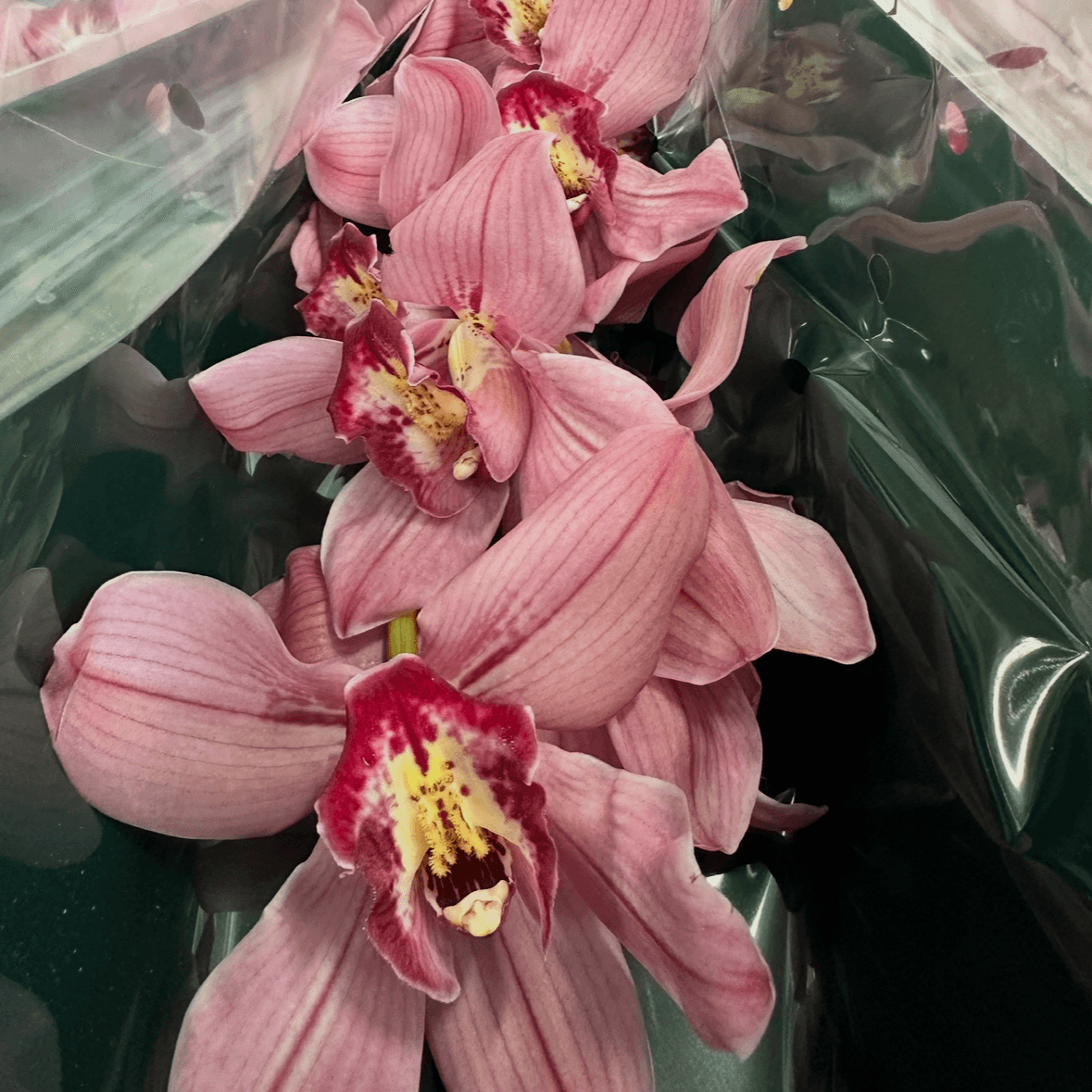 Орхидея розовая 