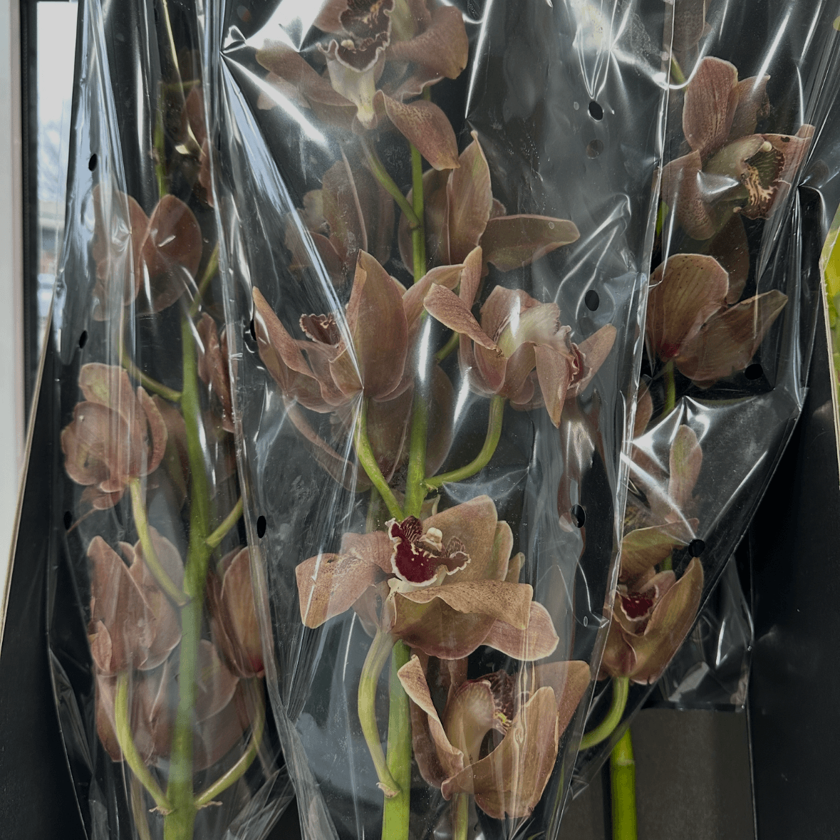 Орхидея шоколадная 