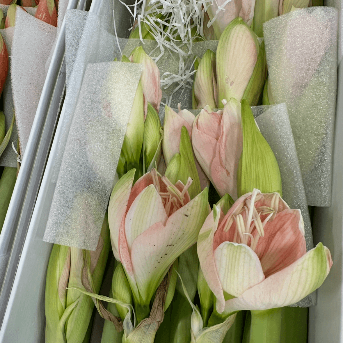 Амараллис нежно розовый 