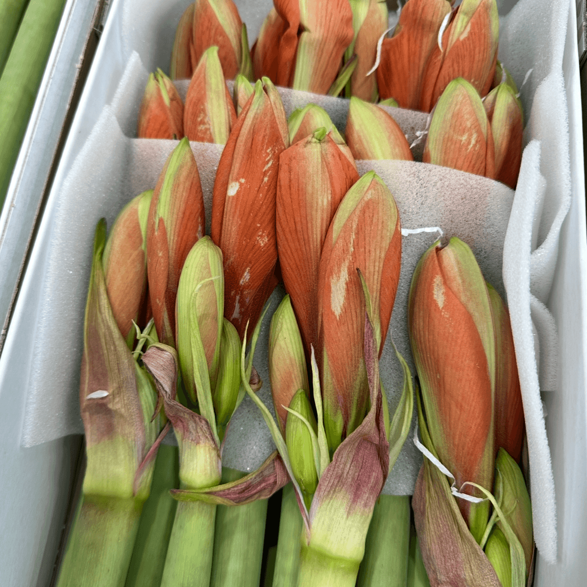 Амариллис красный 