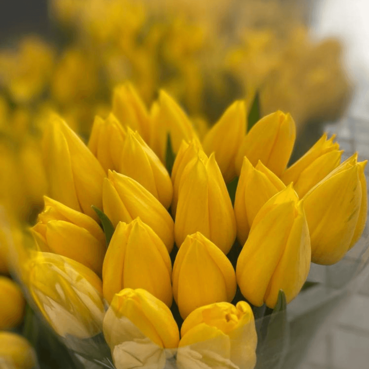 Тюльпан  желтый 