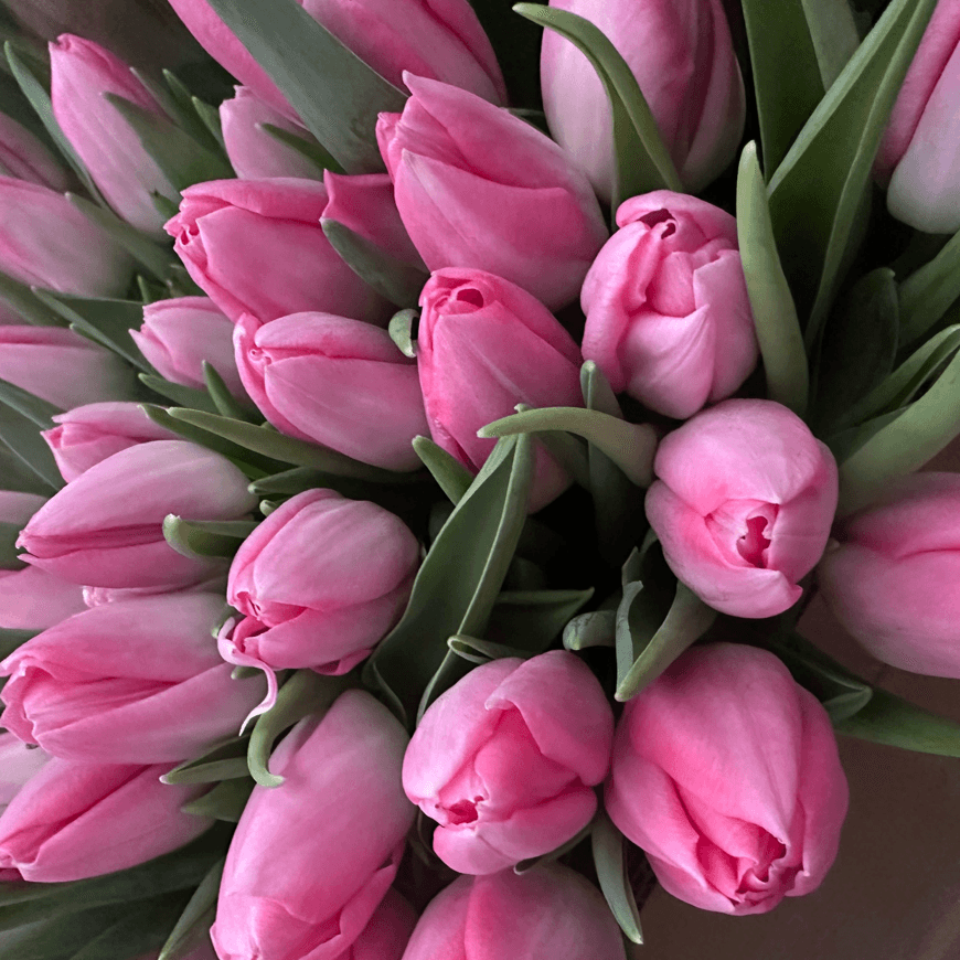 Тюльпан нежно розовый 