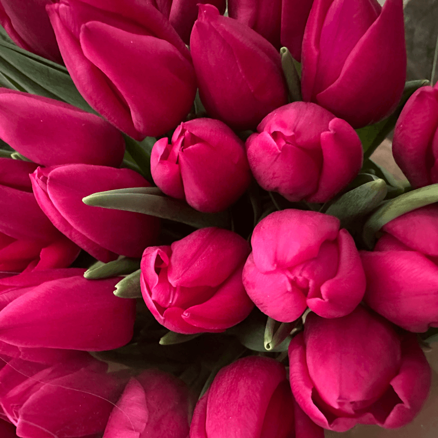 Тюльпан малиновый 