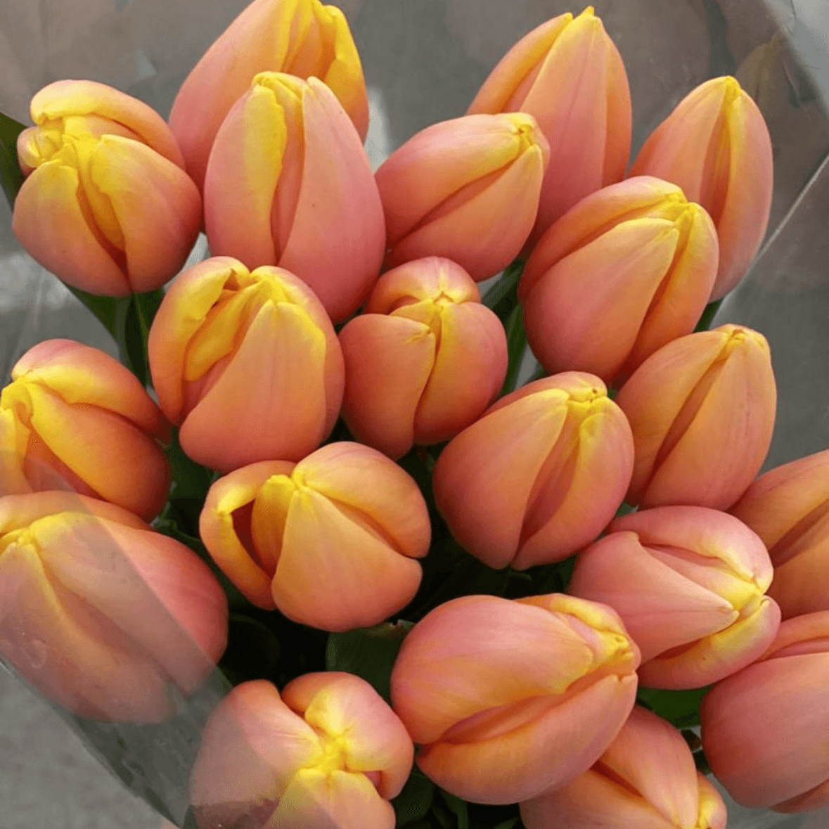 Тюльпан манго