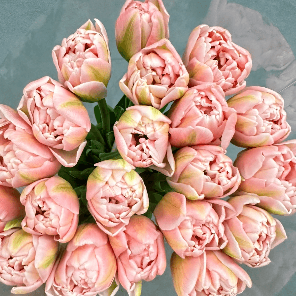 Тюльпан Пинк мист