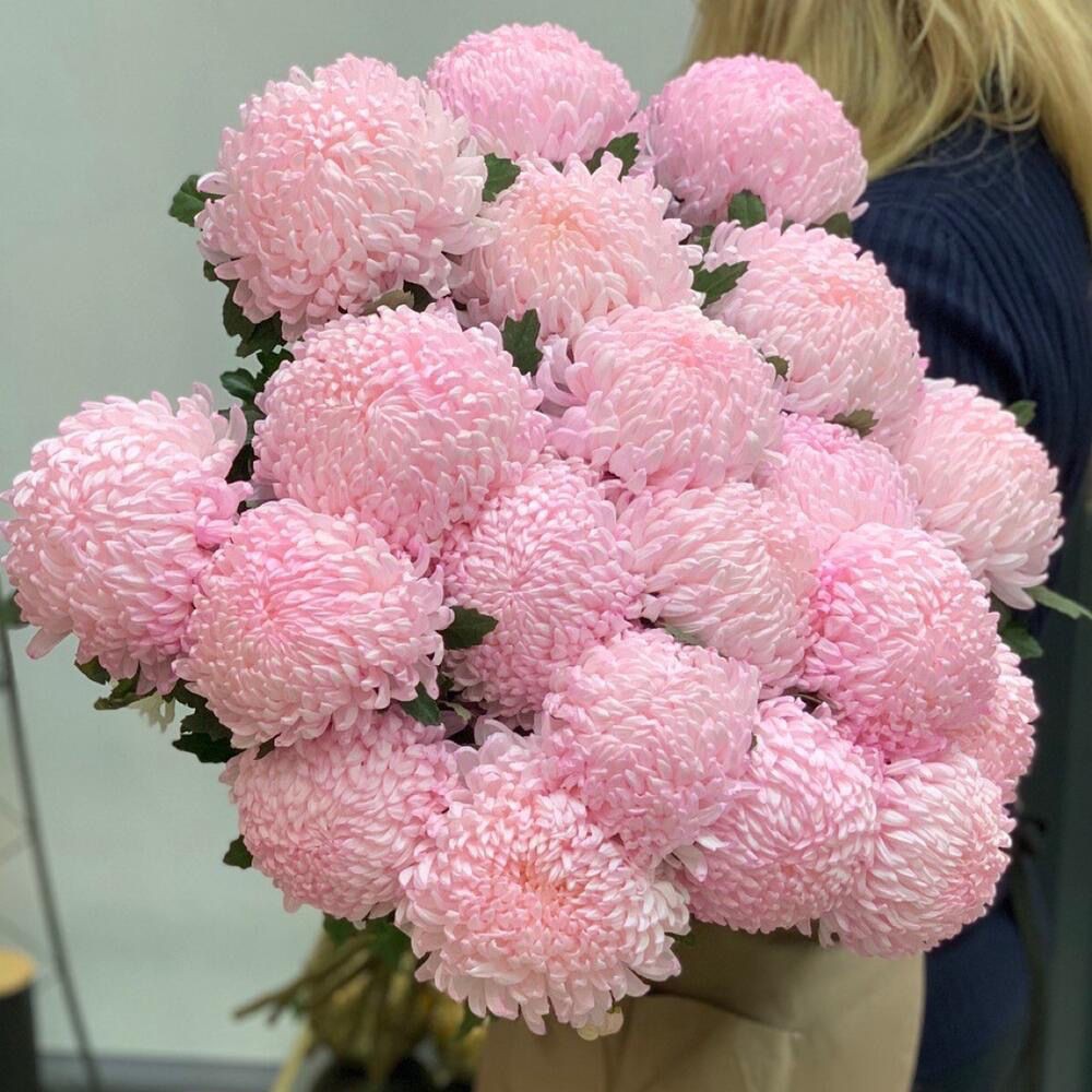 21 розовая Одноголовая хризантема